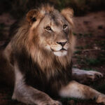 5 Best Insider Tricks to Help Wild-Animal