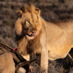 About 10 Wild Animal
