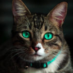 Cat Lost Her Ears — So The Shelter Made Her A New Pair