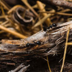 Flipping a molecular switch can turn warrior ants into foragers