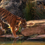 The tiger ‘gift’ that horrified Polish rescuers